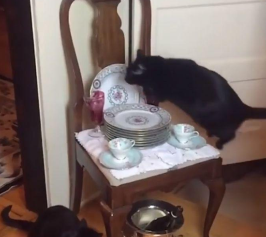 猫在厨房地板被电过，每次它经过厨房时，都让人笑喷