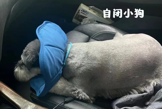狗子被铲屎官带去医院，结果全程像在历劫...这也太怂了！