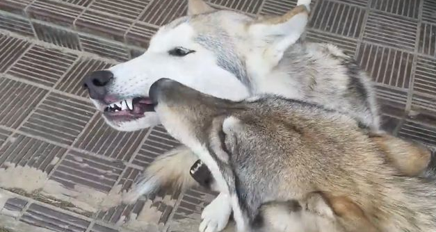 网友养了二哈跟狼犬，成年后就出问题了...