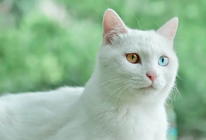 澳大利亚“猫克星”团体捕杀流窜猫 网晒死猫引争议