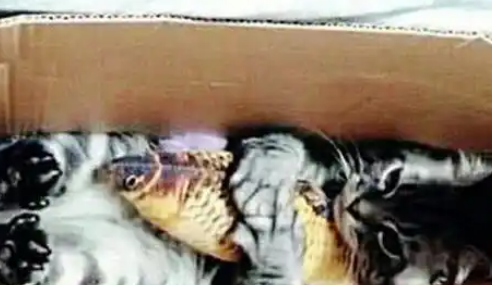 女子网购了一只猫，打开箱子一看被萌化：像个小宝宝