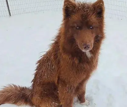 雪橇犬意外怀孕，可没想到生下两只完全不一样的狗子，厉害了！