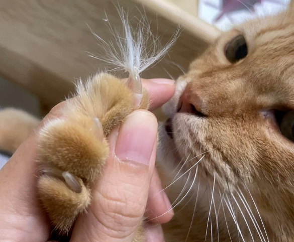 打架被抓，大橘坚决否认，铲屎官：已从凶手猫指甲采集到被打猫的毛发！