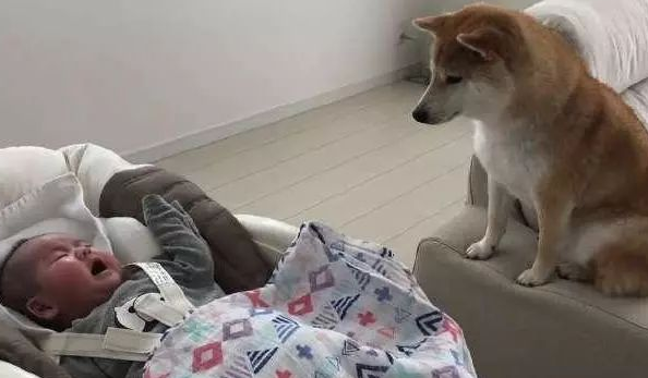 柴犬照顾小主人，因太“细心”而走红，宠主：它比我还上心