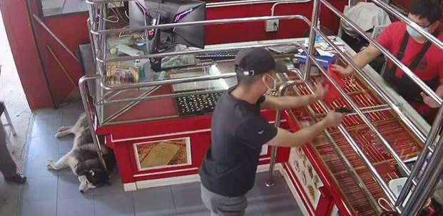 珠宝店被抢，看门哈士奇睡成死猪：抢金子关我啥事，又不是抢我