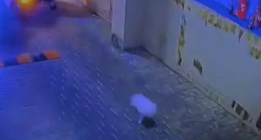 因主人撞车狗狗立马下车逃跑，历经9小时寻找，终在井底发现了它！