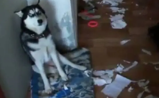 哈士奇是一种神奇的犬种，搞笑的能力无狗能比