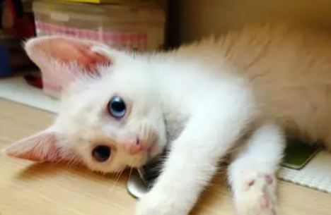 收养了一只流浪猫，一年后变异瞳猫，网友：捡到宝了