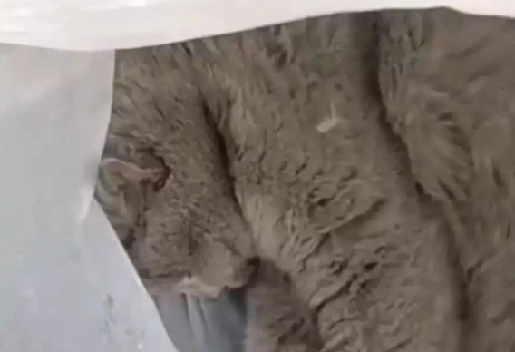 浙江一宠物猫失而复得主人却气炸：小区邻居捡到，猫快饿死又丢掉