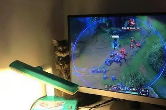 主人打游戏，猫咪在屏幕旁盯着看，网友：眼神有点恐怖