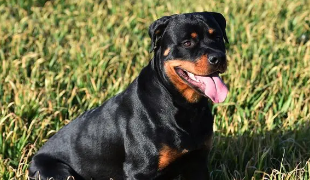 罗威纳犬从舍里挣脱出来，成功救下主人把小偷赶走