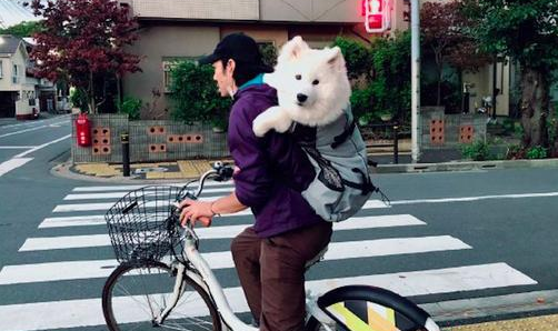 男子骑车还背着萨摩耶，只露个头出来，狗狗：我是个大头娃娃！