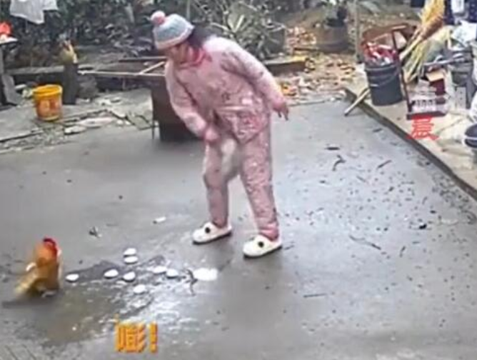 女子经过门口被公鸡欺负 结果反转：愤怒反击