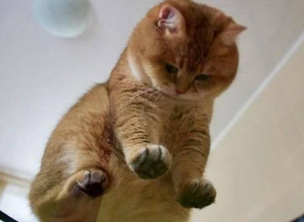 我想让大家看这只橘猫，因为它实在是太值得爱了，忍不住抱紧它 