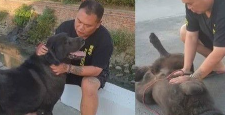 獒犬大黑「咬笼狠劲吓坏人」曾列死刑犬 3年后像小孩躺地撒娇