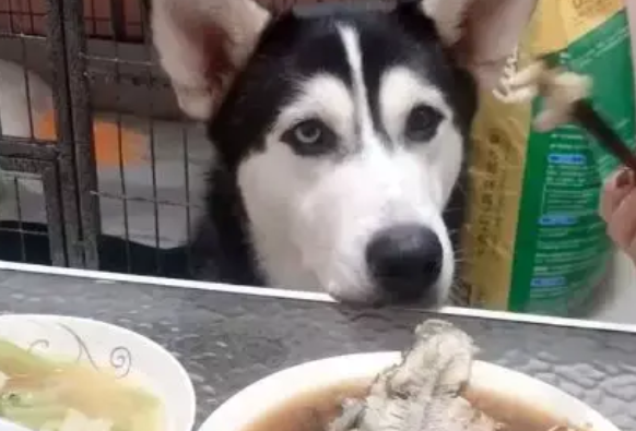 二哈也想吃桌上的东西，它可怜巴巴地望着主人，网友：萌翻了
