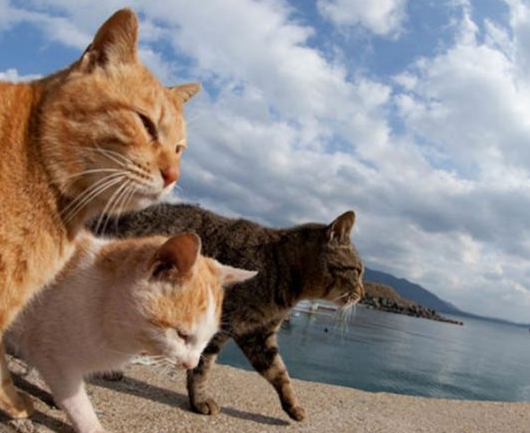 【日本旅游·见闻】福冈喵星人领地，真正的猫天堂