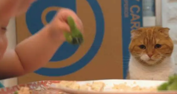 吃货猫咪看到宝宝“玩”食物，做出的反应令人笑喷