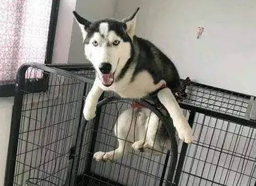 主人听见哈士奇的呼救声，跑过去看却笑了：先说你是怎么过去的！