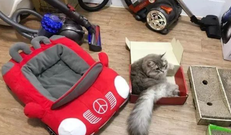 网友家的猫放着豪华猫窝不睡，喜欢跑去厕所cos毛巾，笑不活了！