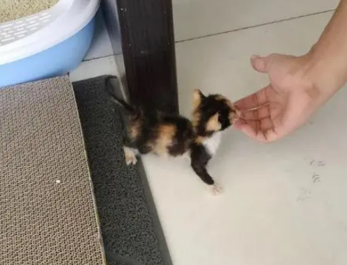 小猫被遗弃街头，瘦的一只手就能抓住，男子收养后成功养大