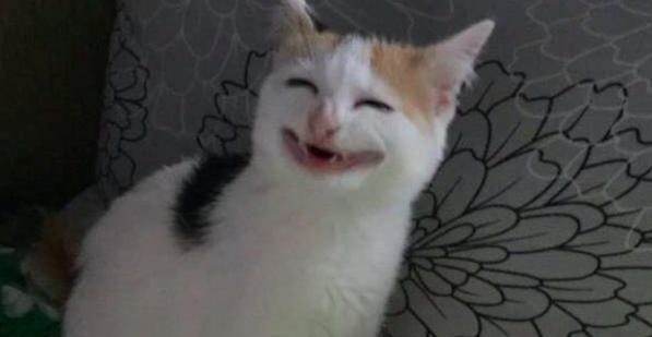 主人给猫一根香蕉，结果它笑得很开心