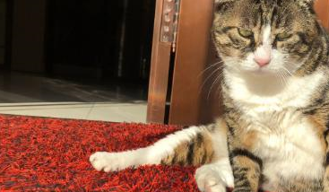 隔壁橘猫和花猫闹别扭，花猫幽怨的坐了一晚上：它是不是嫌我胖了