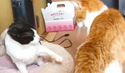 暹罗猫的窝被抢，橘猫帮忙出头却打不过，暹罗猫贴心安慰