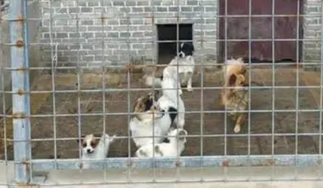 打好“组合拳” 让规范养犬不再难