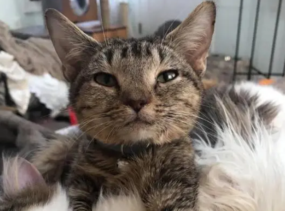 猫咪生病长不大被抛弃，被救后和每只猫交朋友，从此不再孤单