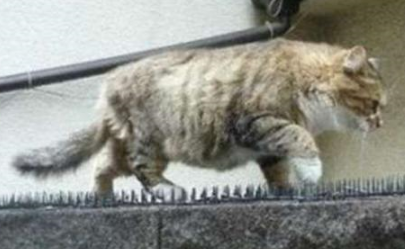 猫咪每天忍着痛走过防猫刺垫，知道原因后竟让男生产生共鸣！
