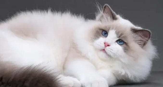 一小伙养了20只布偶猫，网友鉴定：家里真的有矿！