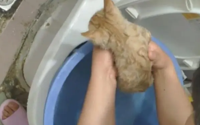 与女友逛街碰上只流浪猫，一路尾随网友果断抱回家，猫生大转变