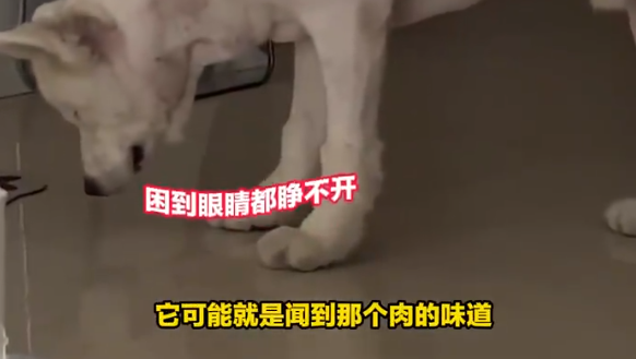 狗狗闻到肉味怕主人偷吃强撑不睡，这也太搞笑了吧！