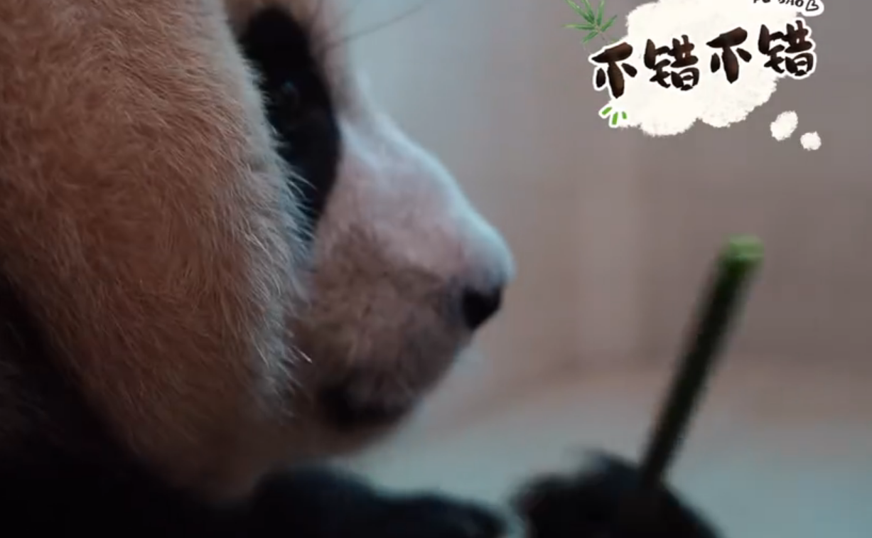 福宝吃的竹子那可都是现砍的