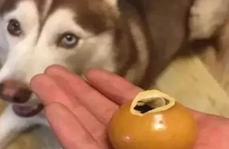 价值2万的沉香被哈士奇拿来磨牙，想成为一顿狗肉汤了？