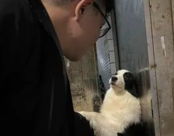 爸爸要独自出门，狗小三伸爪挽留还和他深情对视：不带我吗