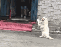 那些遗弃狗狗的人，请进来看看，你们抛弃的狗狗现在过得怎么样