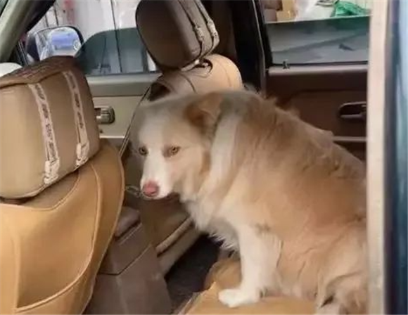 边牧坐车，伸出脑袋跟男子吵架，结果绝了