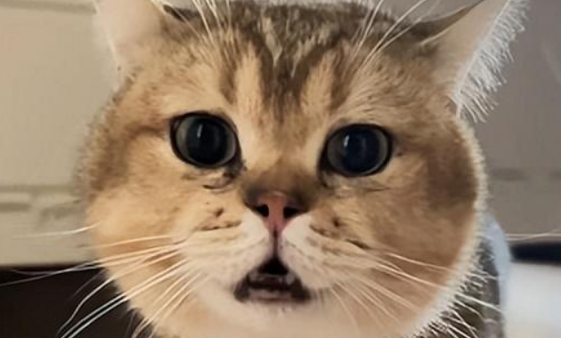 猫跟同伴吵架，吵着吵着气缺氧了，直接晕倒…这骂得多脏啊