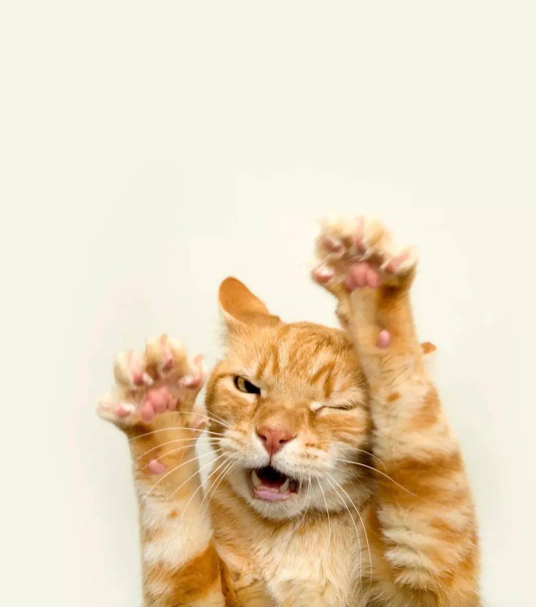 小镇最凶橘猫，喜欢找狗打架还袭击路人，猫主人无能为力 