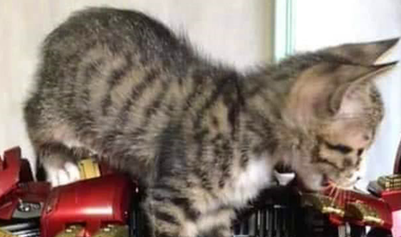 猫咪钻进钢铁侠盔甲，感觉还挺像回事，网友：钢铁喵喵侠已上线 