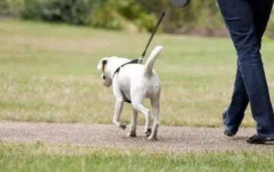 网传男子遛狗吓哭幼童并与家长发生争执，犬主已赔礼道歉