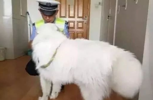 萨摩耶在警察局蹭吃蹭喝一个月：警局都被吃穷了！