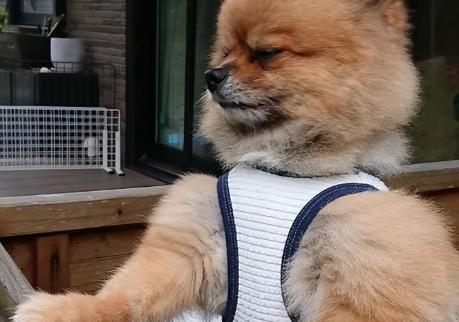 小萌狗被主人一番打扮，秒变成肌肉爆衫的壮汉狗狗