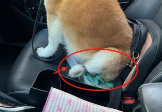 便当不见了，直到妹子看到柴犬屁股下面压着的一坨：加料了？