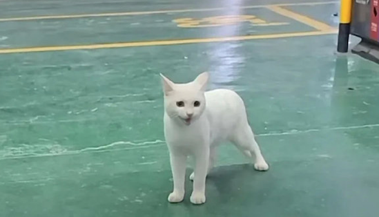 白色猫咪跑进了颜料桶里，全身都被染成了绿色！猫：我焦“绿”了