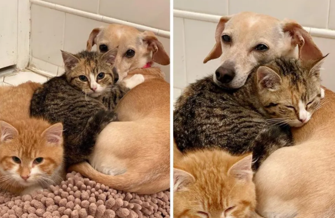 两只流浪猫被救助后被交给汪星人照顾，这狗妈妈抱着它俩就不撒手