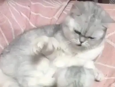 猫爸凶了小奶猫，一转头发现猫妈盯着自己，立马老实