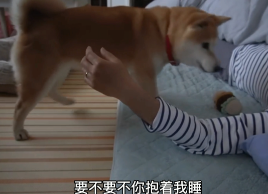柴犬从小要主人抱着睡，主人生病后，它的行为暖心又好笑...